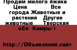 Продам милого ёжика › Цена ­ 10 000 - Все города Животные и растения » Другие животные   . Тверская обл.,Кимры г.